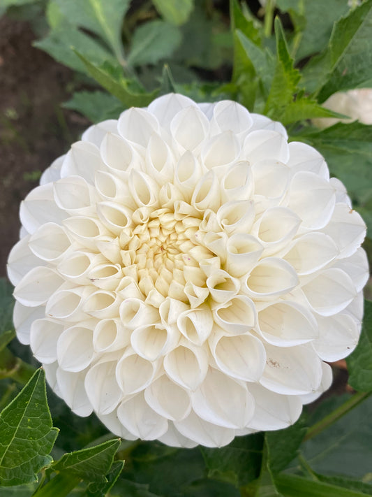 Ferncliff Bride