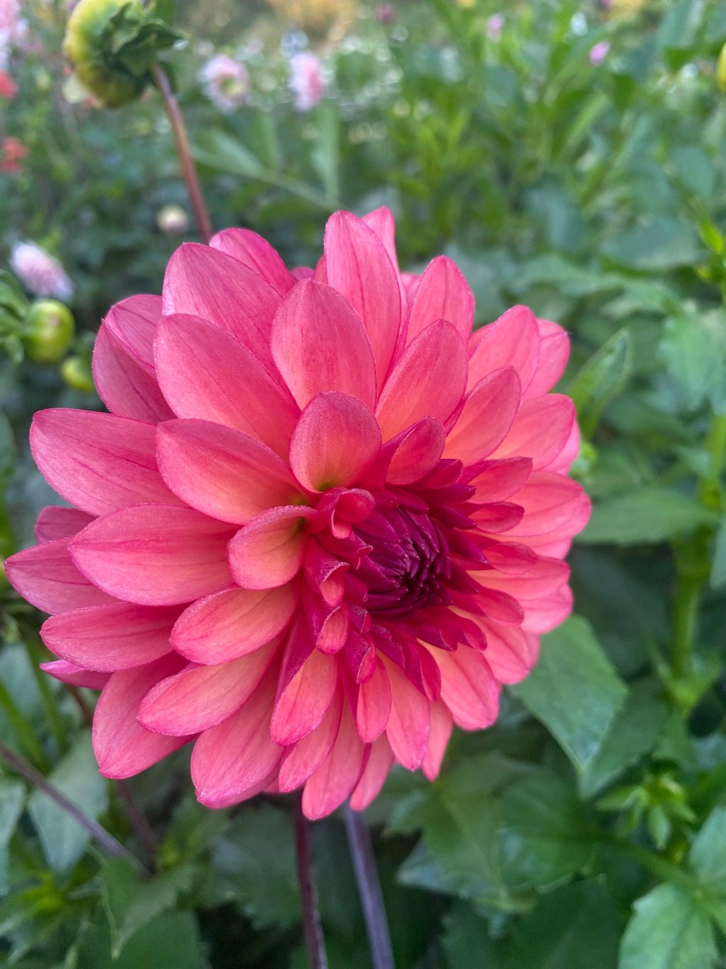 Bloomquist Footloose