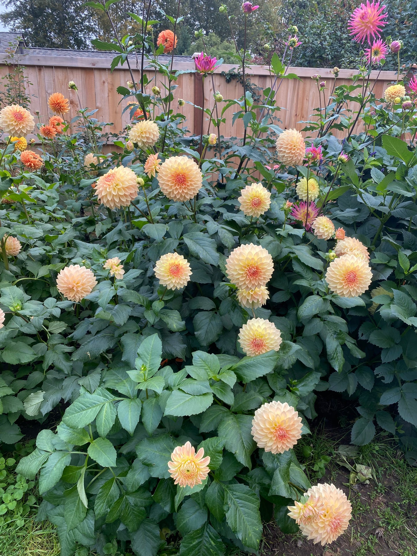 Bloomquist Alan Tuber