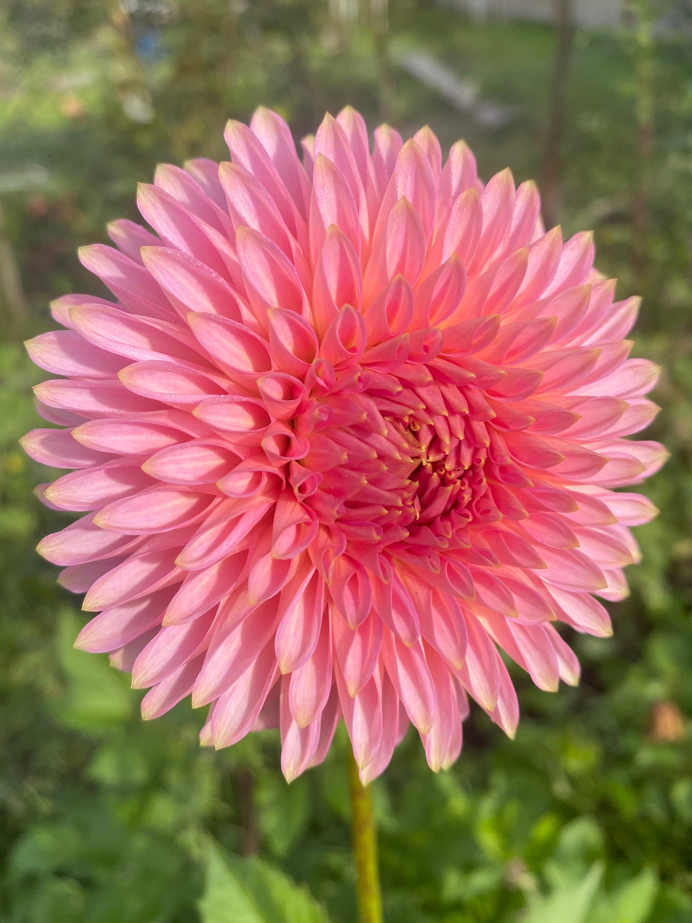 Bloomquist Pink Parfait – Midnight Flora