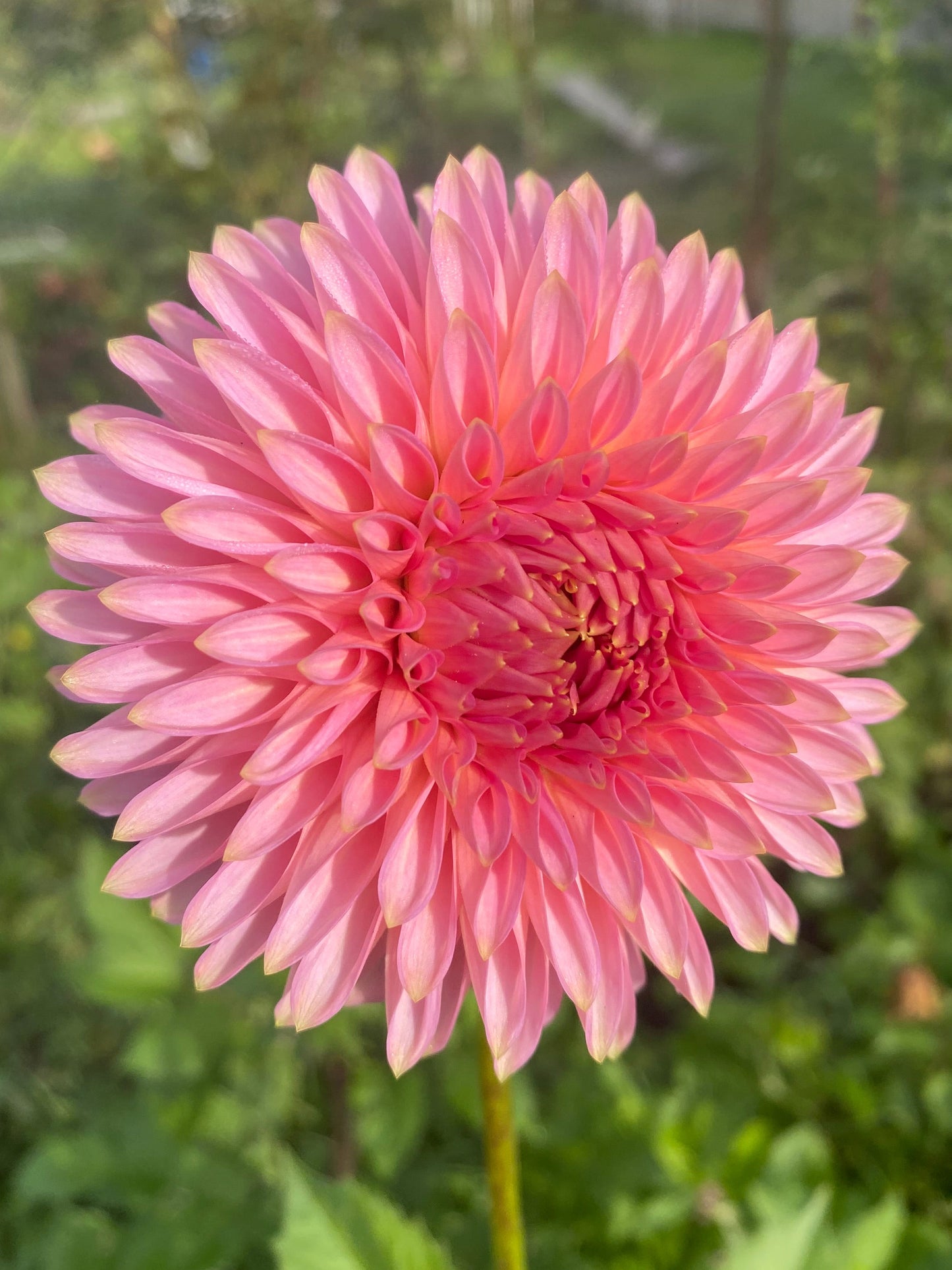 Bloomquist Pink Parfait