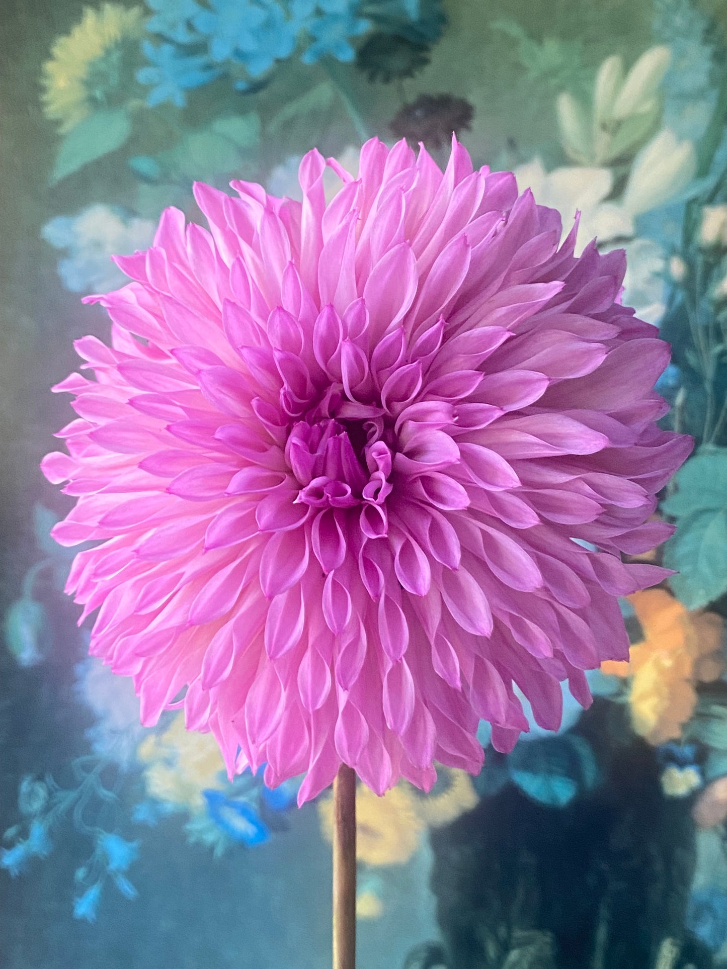 Lee's Flute Loop Lavender