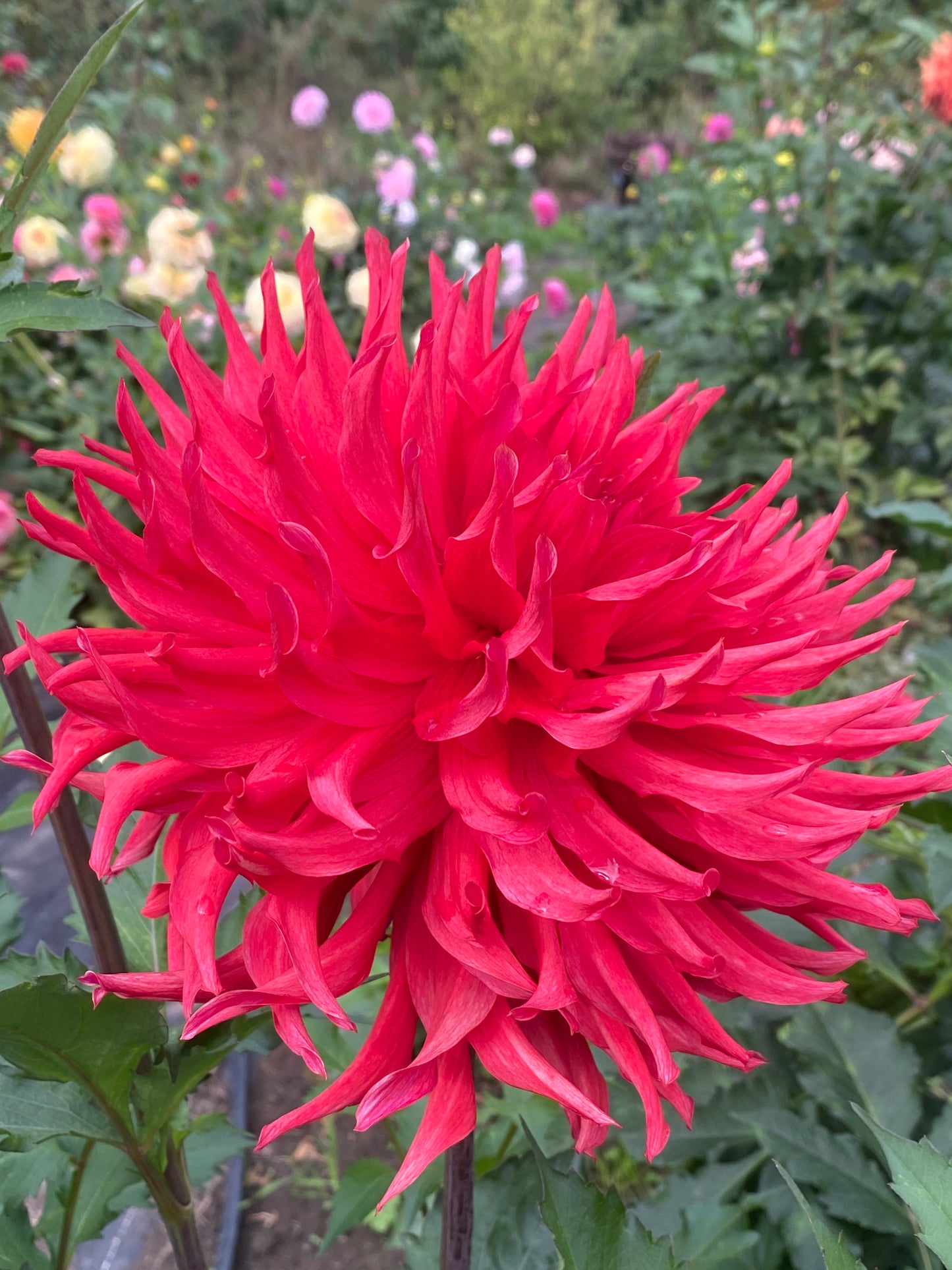 River's Dumpster Fire