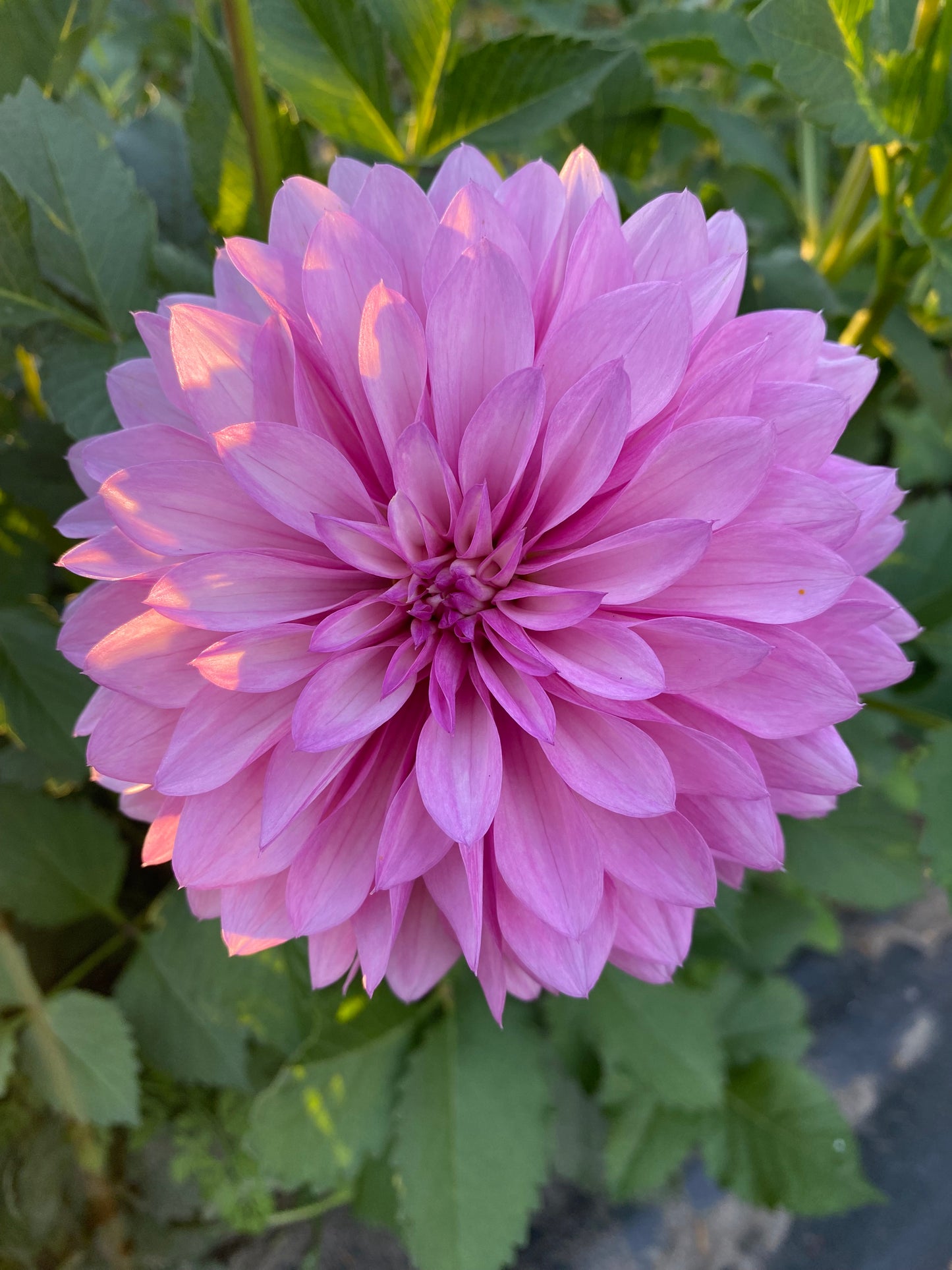 Bloomquist Fantastic