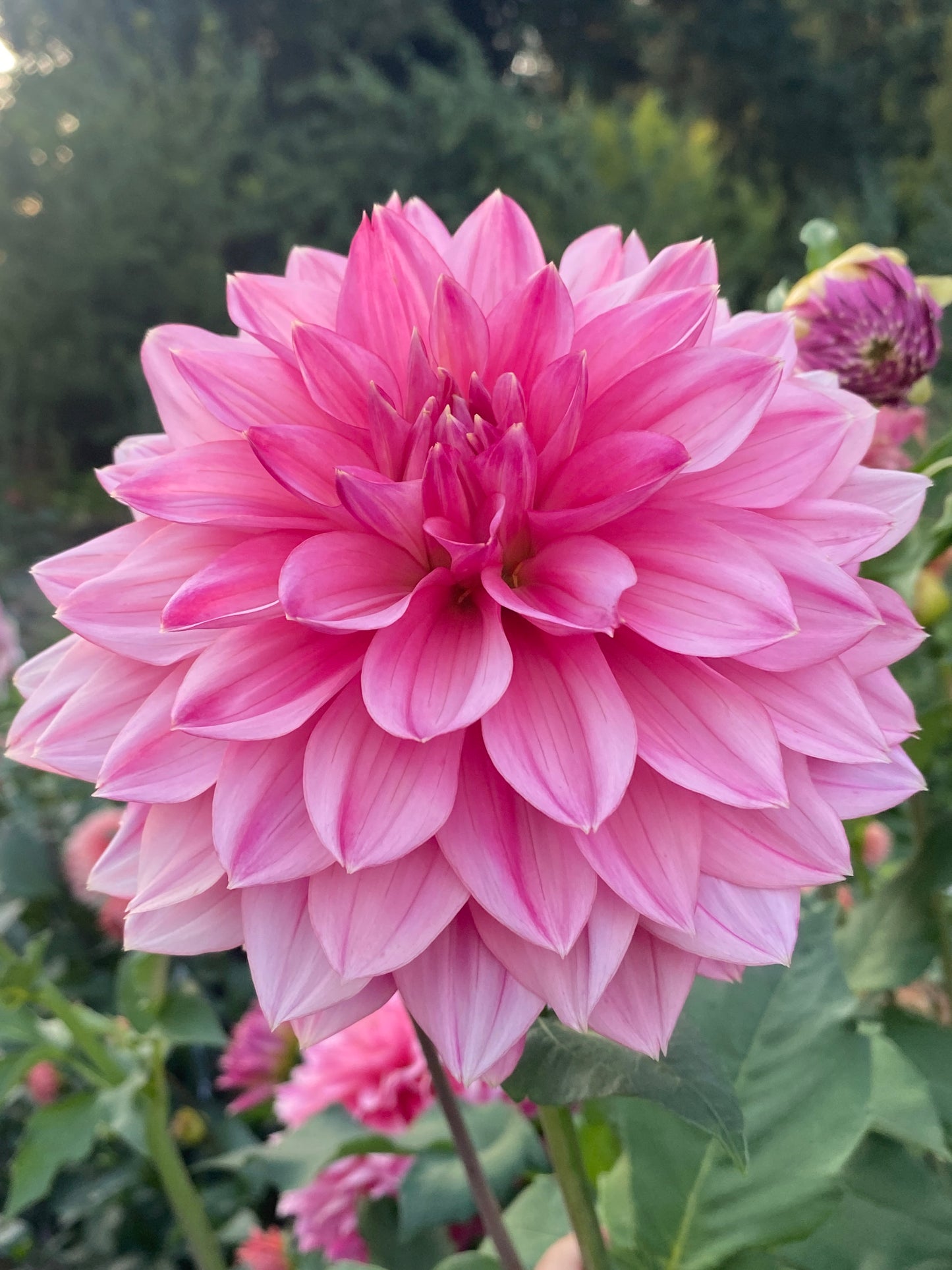 Lee's Watermelon Granita
