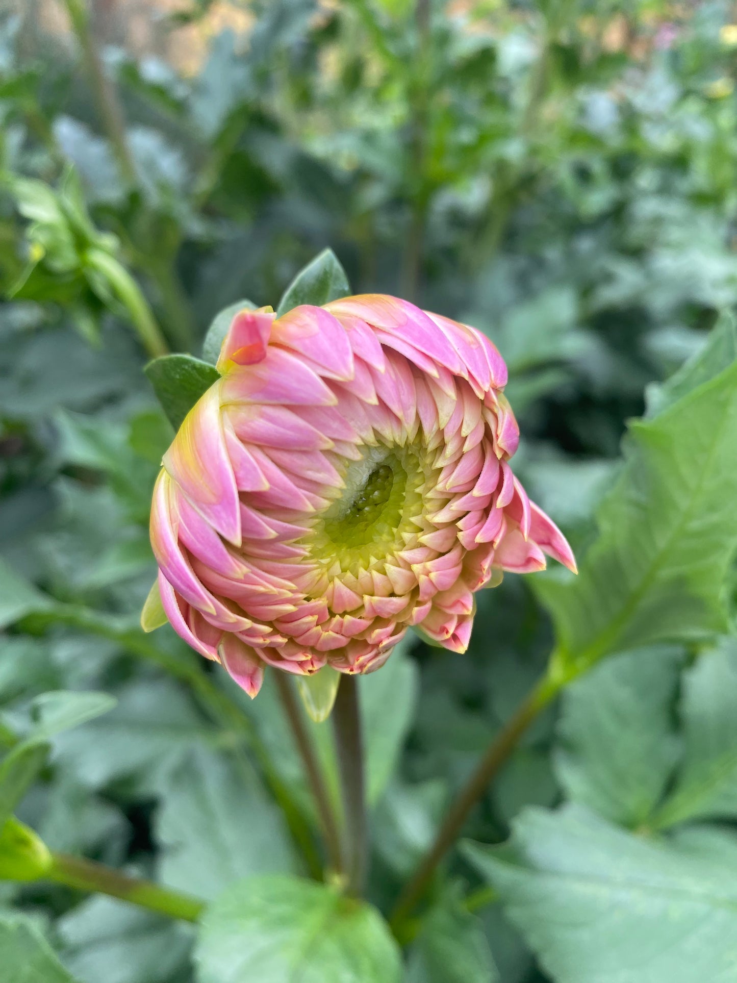 Bloomquist Alan Tuber