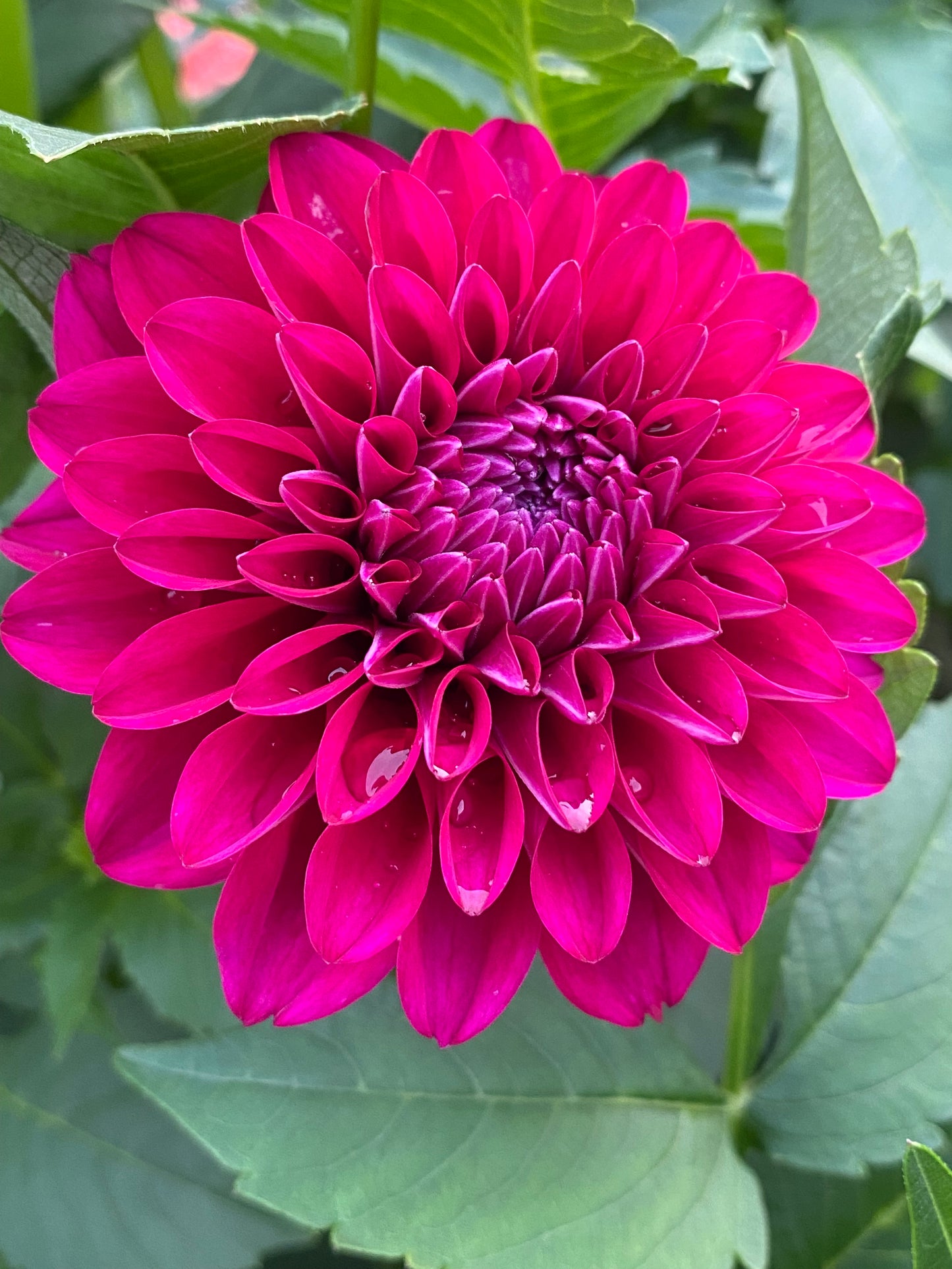 Hollyhill Berry Purple