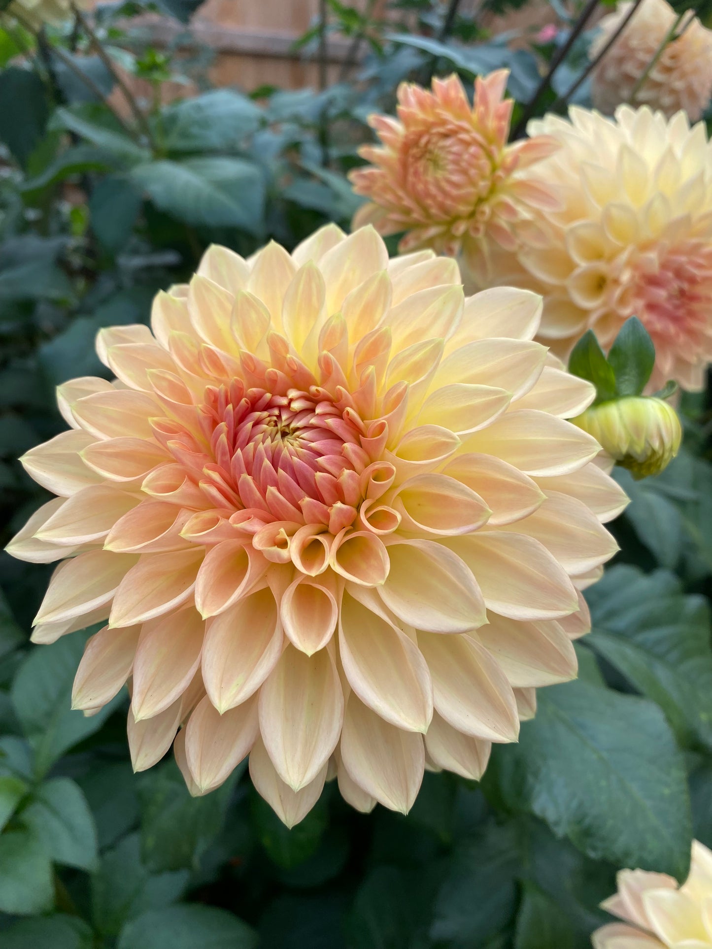 Bloomquist Alan Tuber