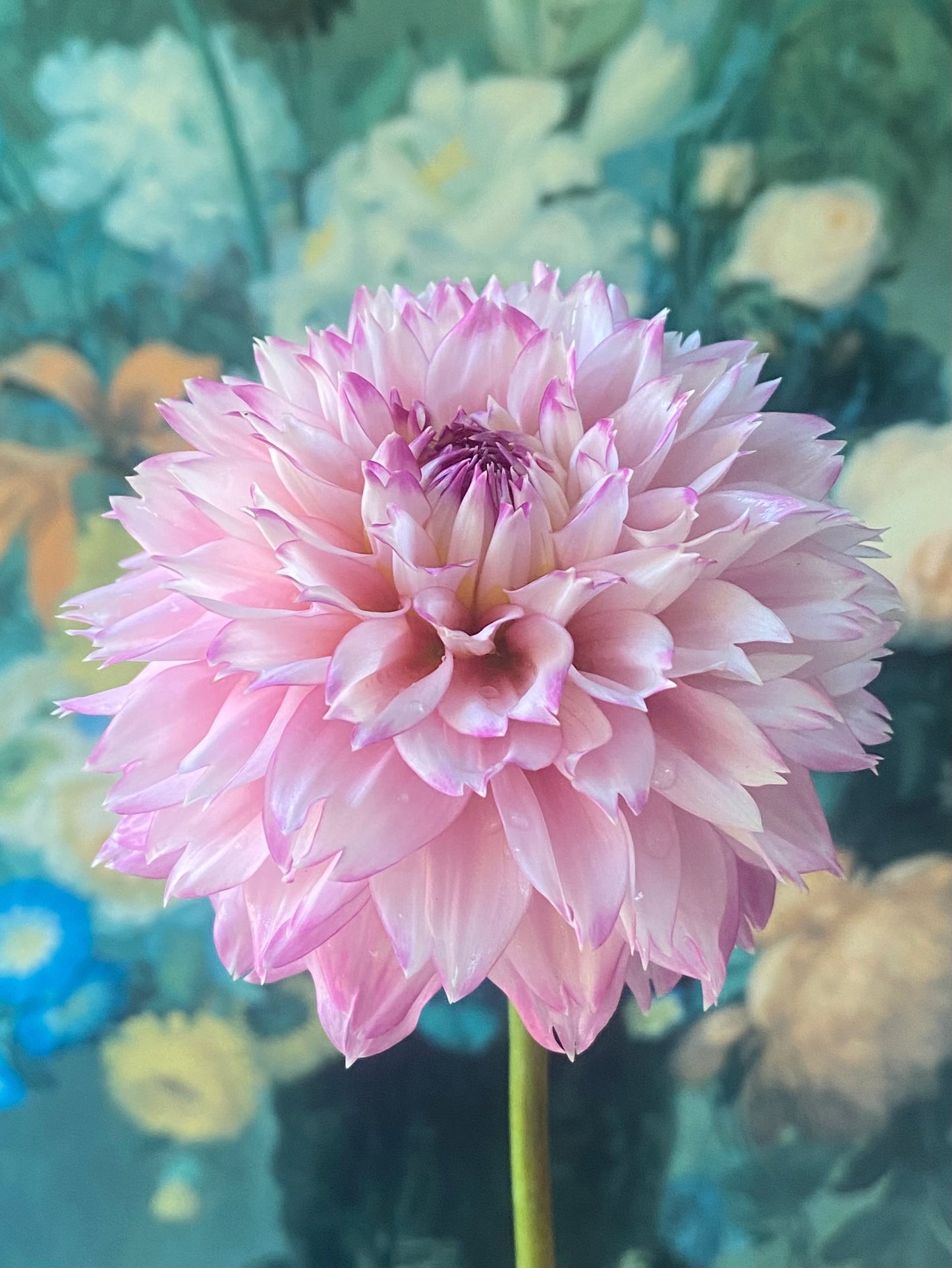 Hollyhill Pinkie Tuber