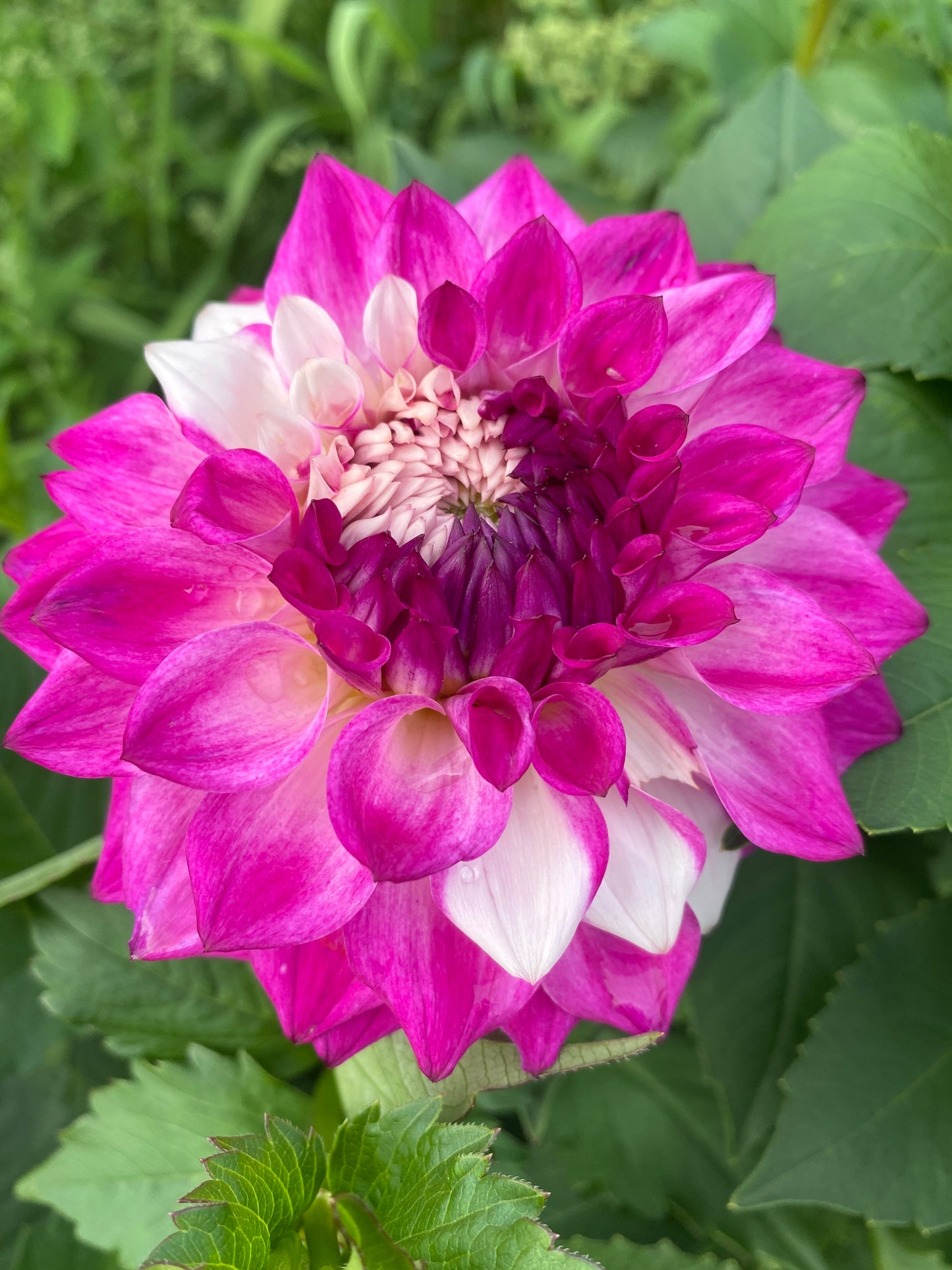 Hollyhill Double Take