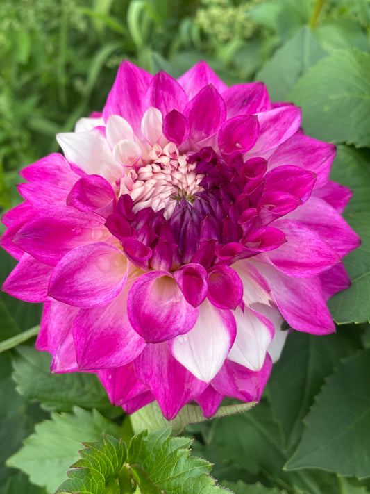 Hollyhill Double Take