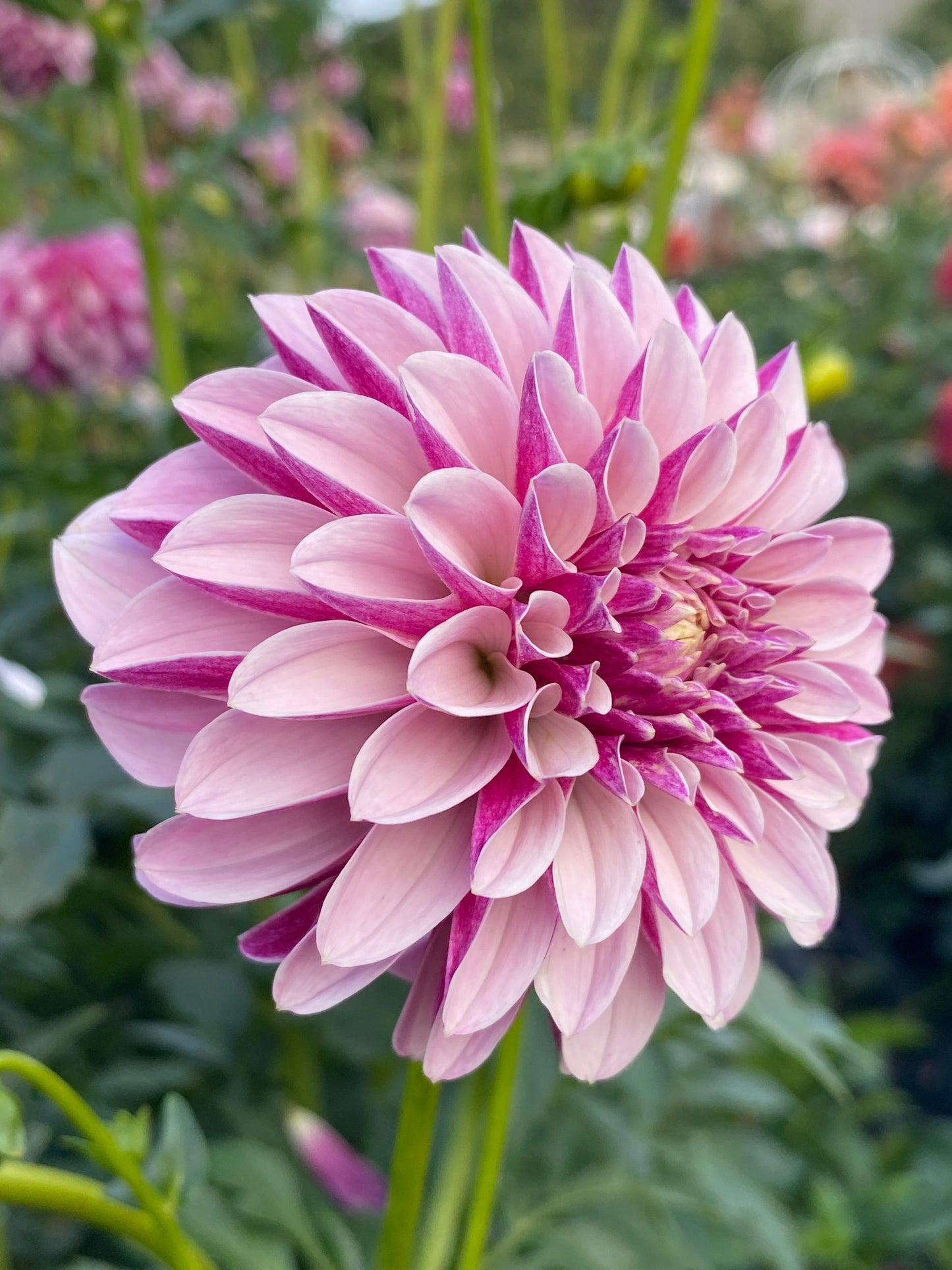 Salish Twilight Girl