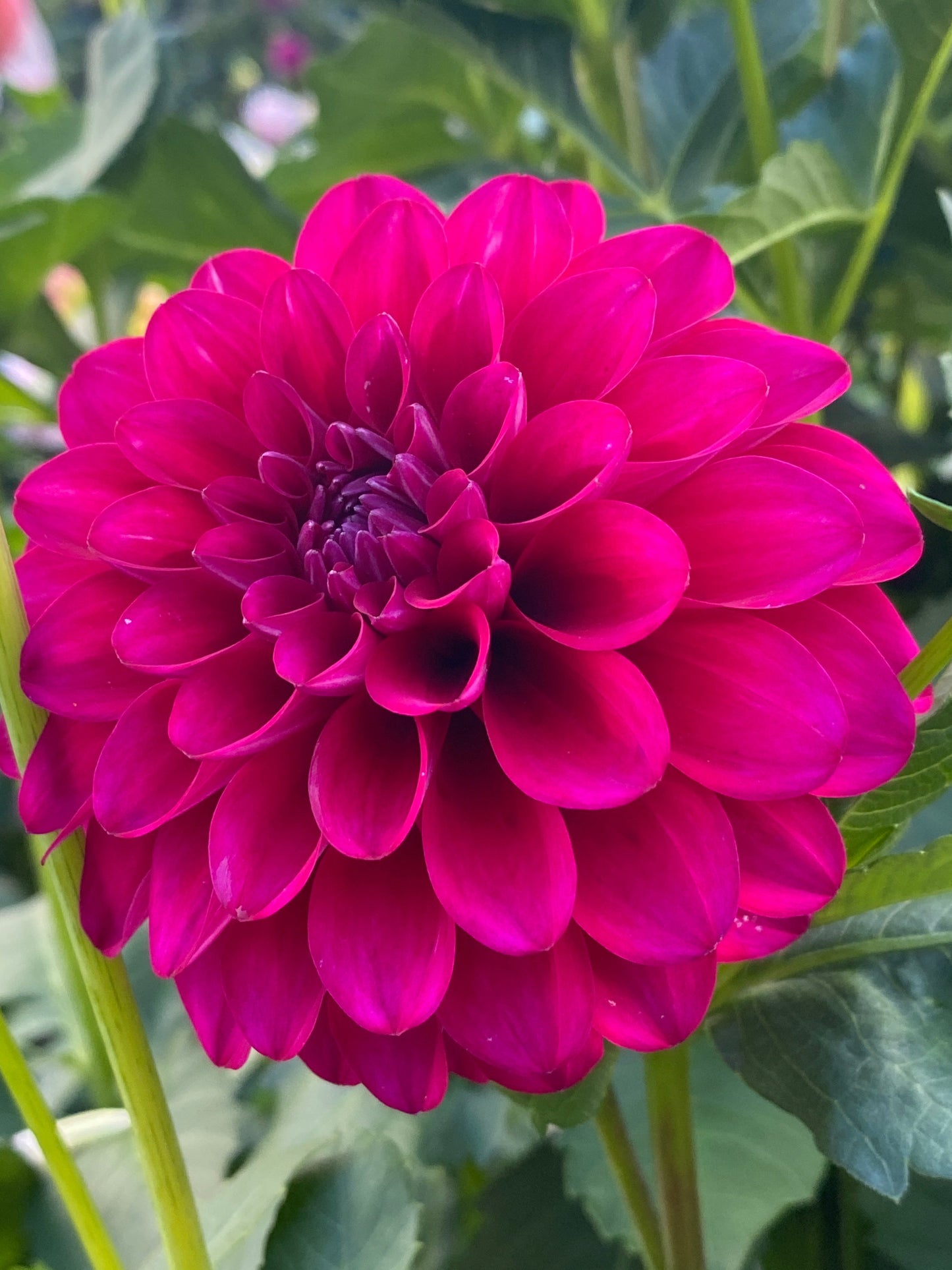 Hollyhill Berry Purple