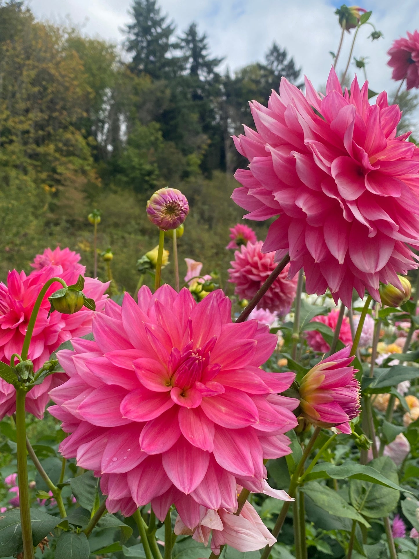 Lee's Watermelon Granita