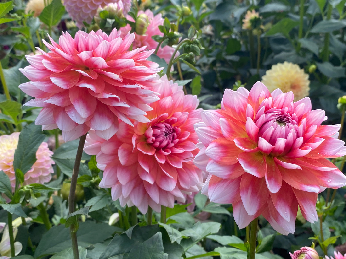 Summit Festival Tuber