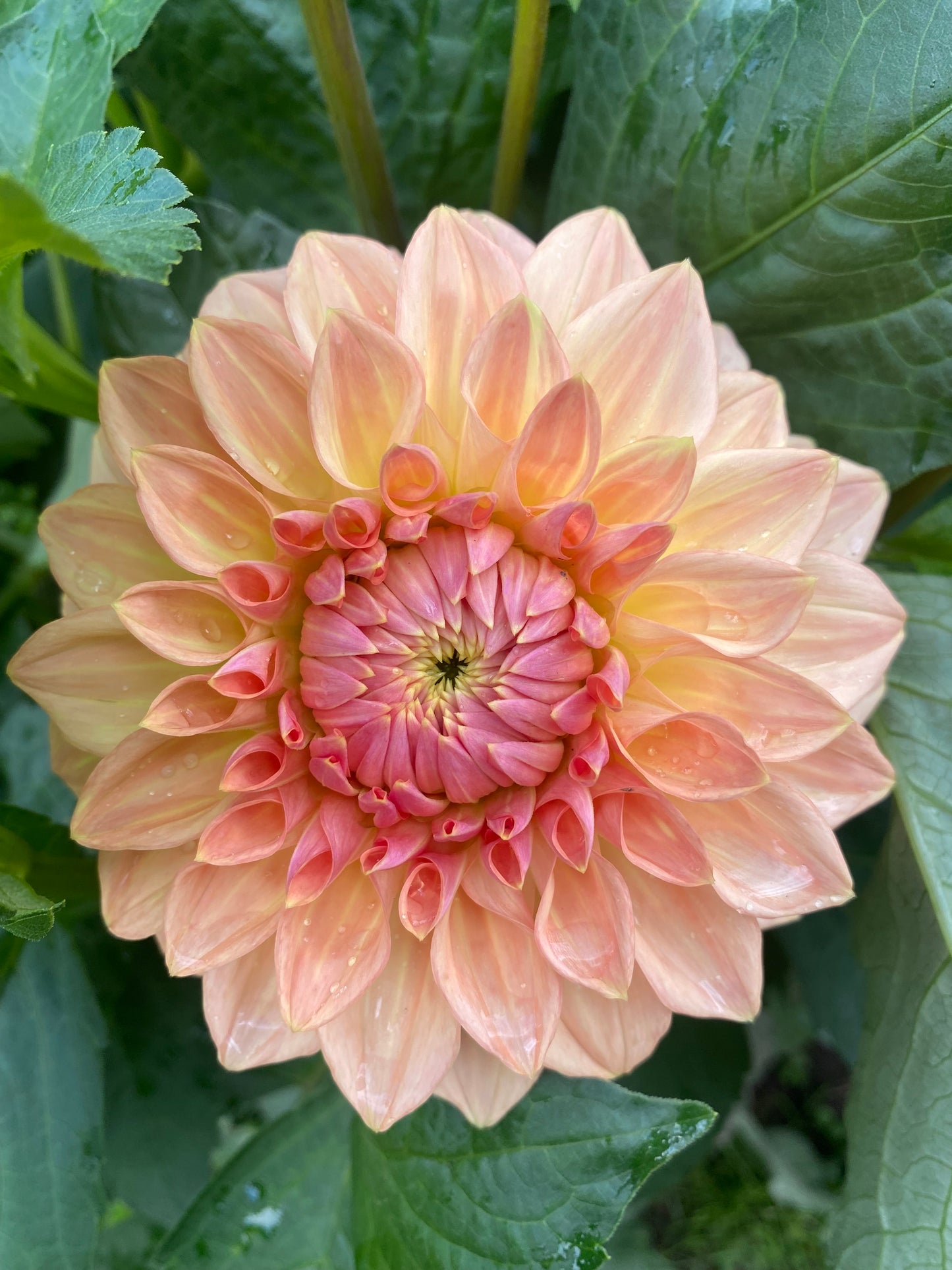 Bloomquist Alan Tuber