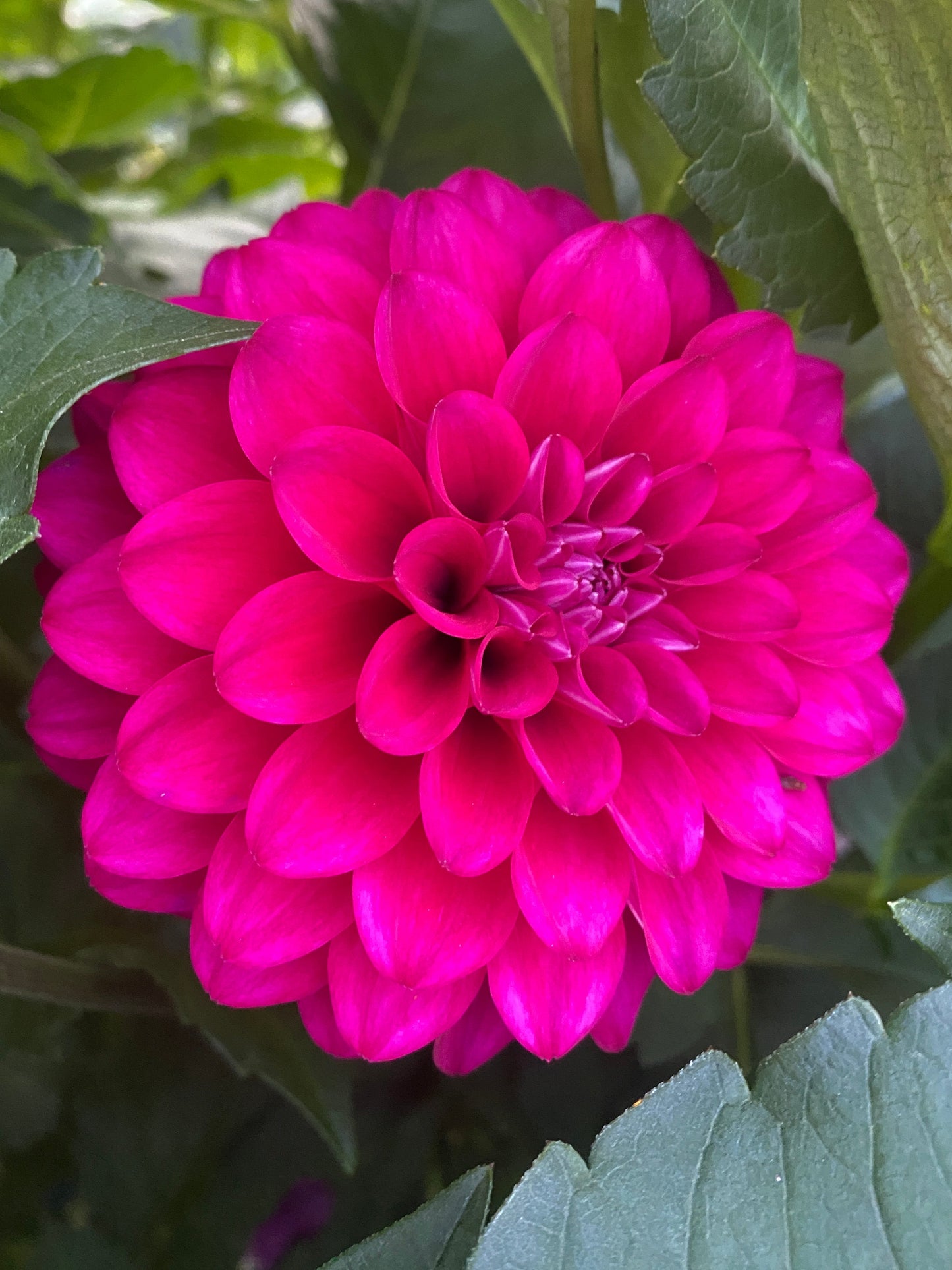 Hollyhill Berry Purple