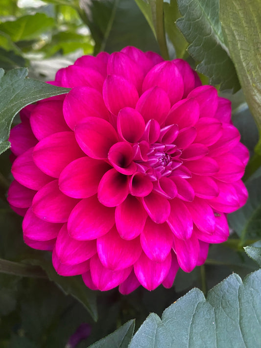 Hollyhill Berry Purple