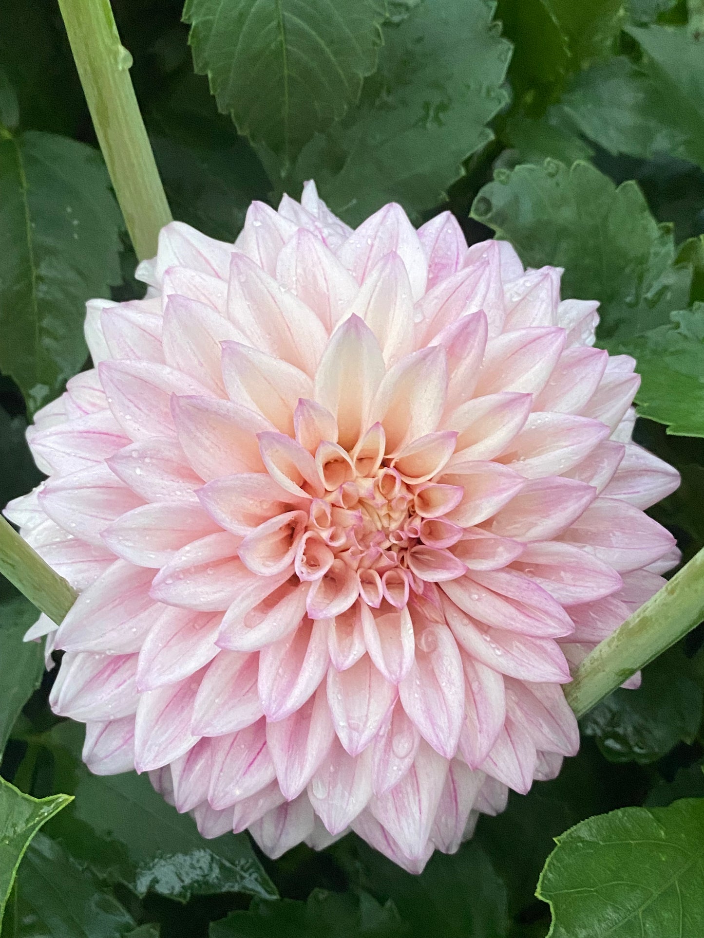 Lee's Blushed Charmeuse