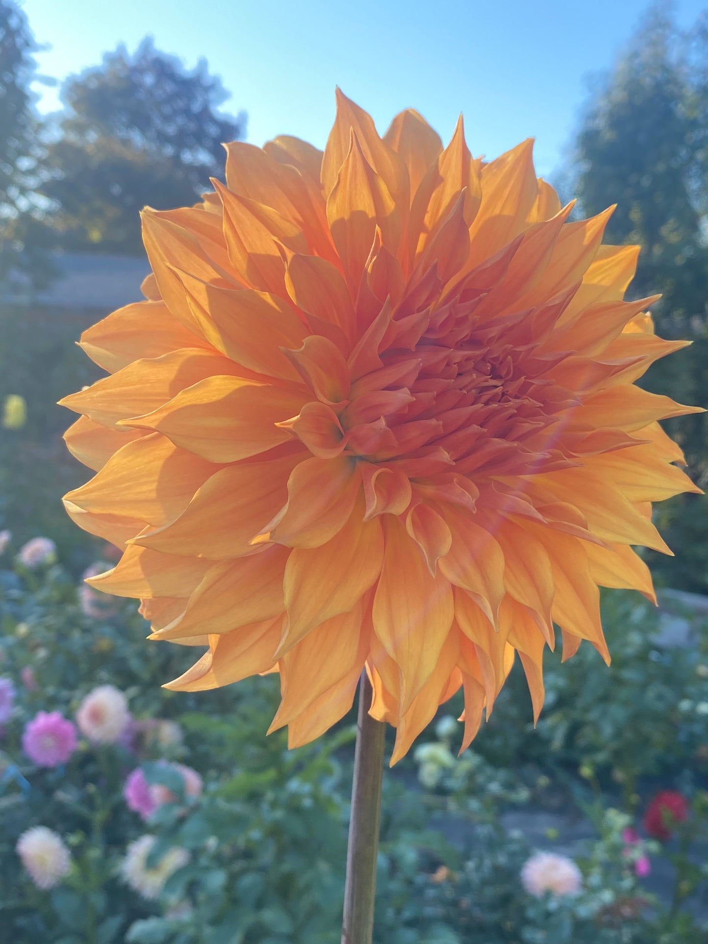 Bloomquist Snickerdoodle