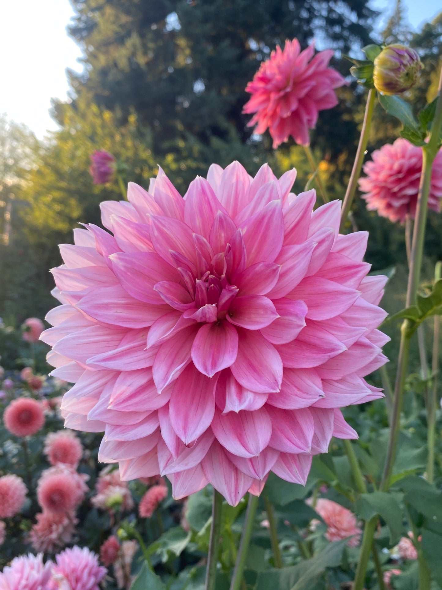 Lee's Watermelon Granita