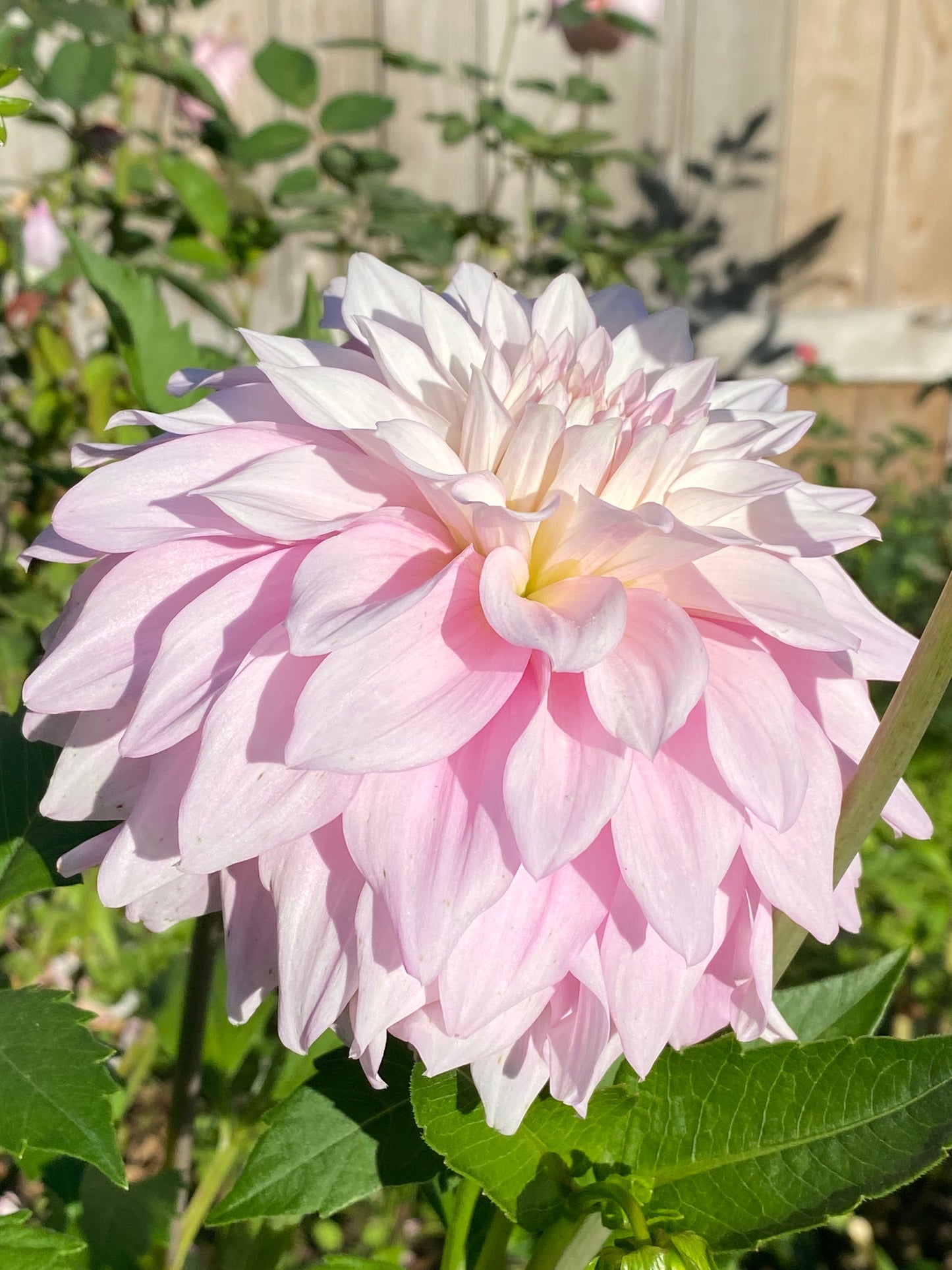 Lee's Blushed Charmeuse