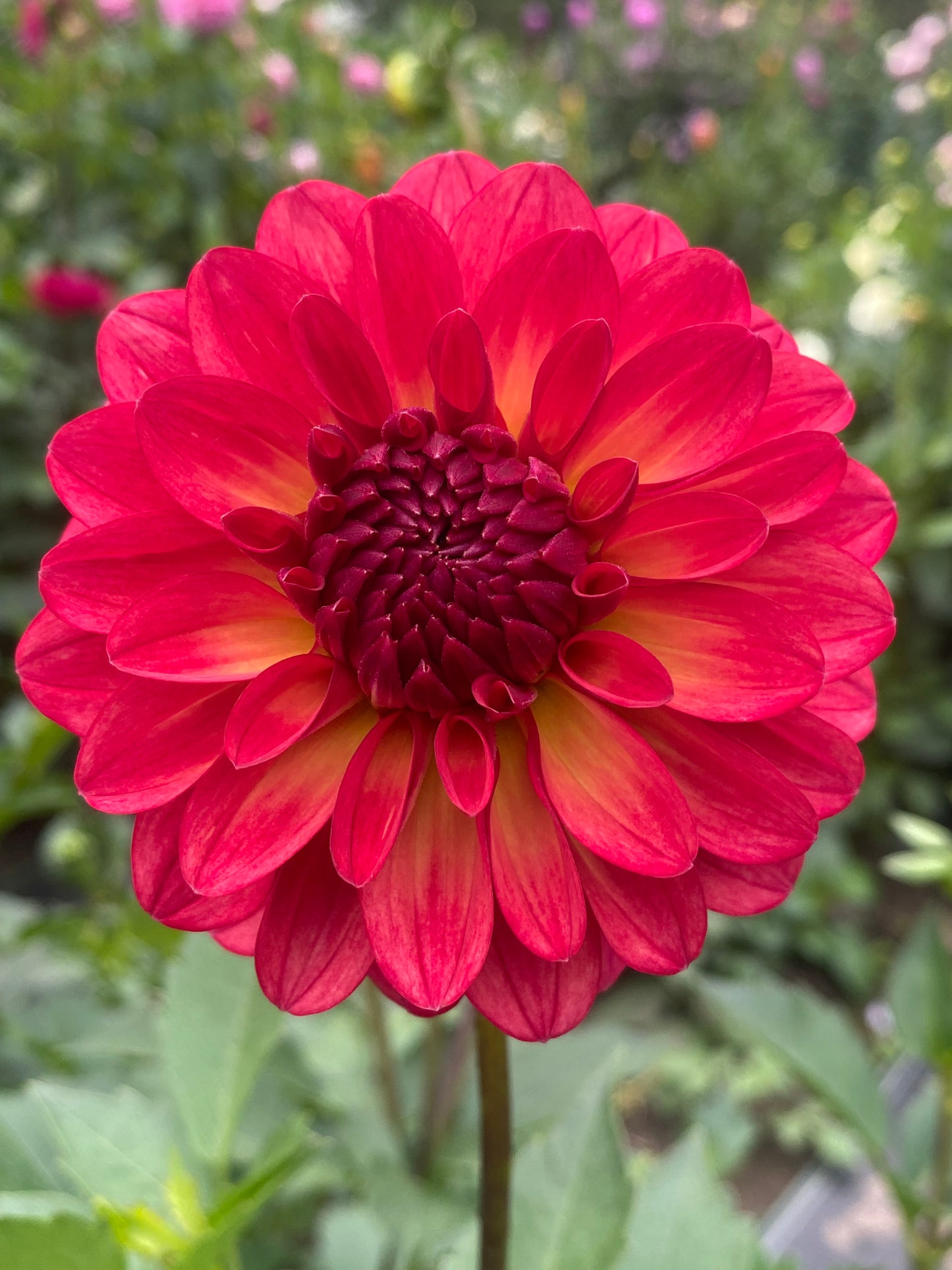 Bloomquist Footloose