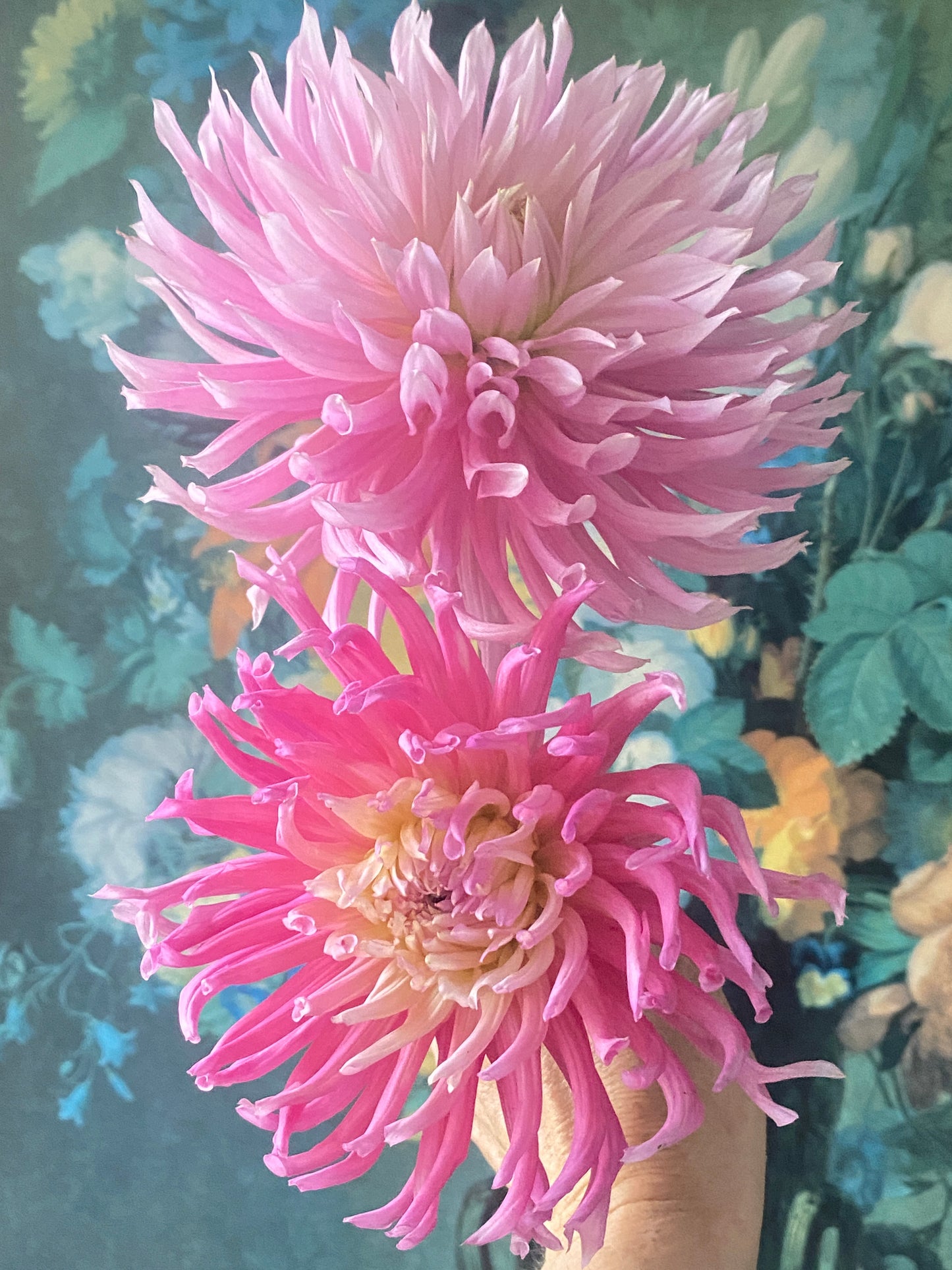 Hollyhill Cotton Candy