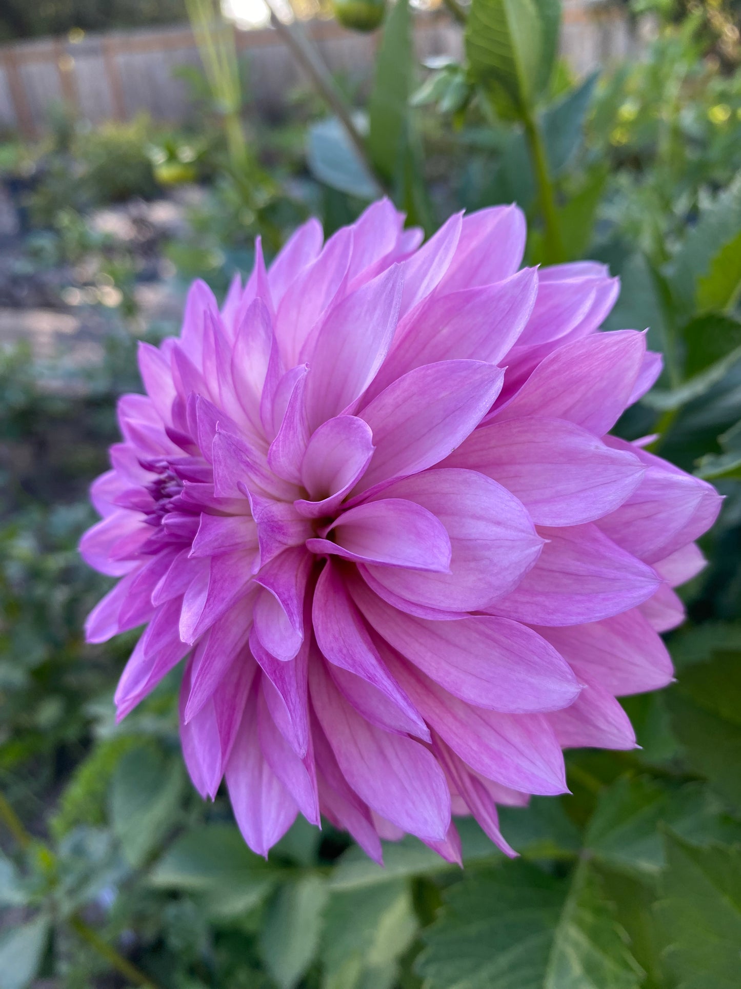 Bloomquist Fantastic