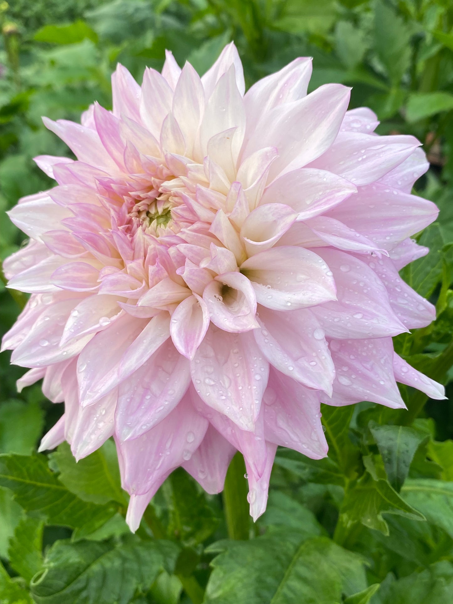 Lee's Blushed Charmeuse