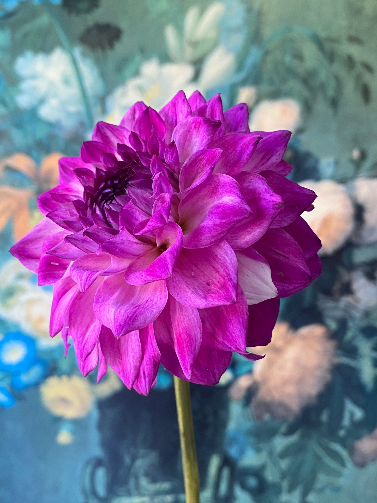 Hollyhill Double Take