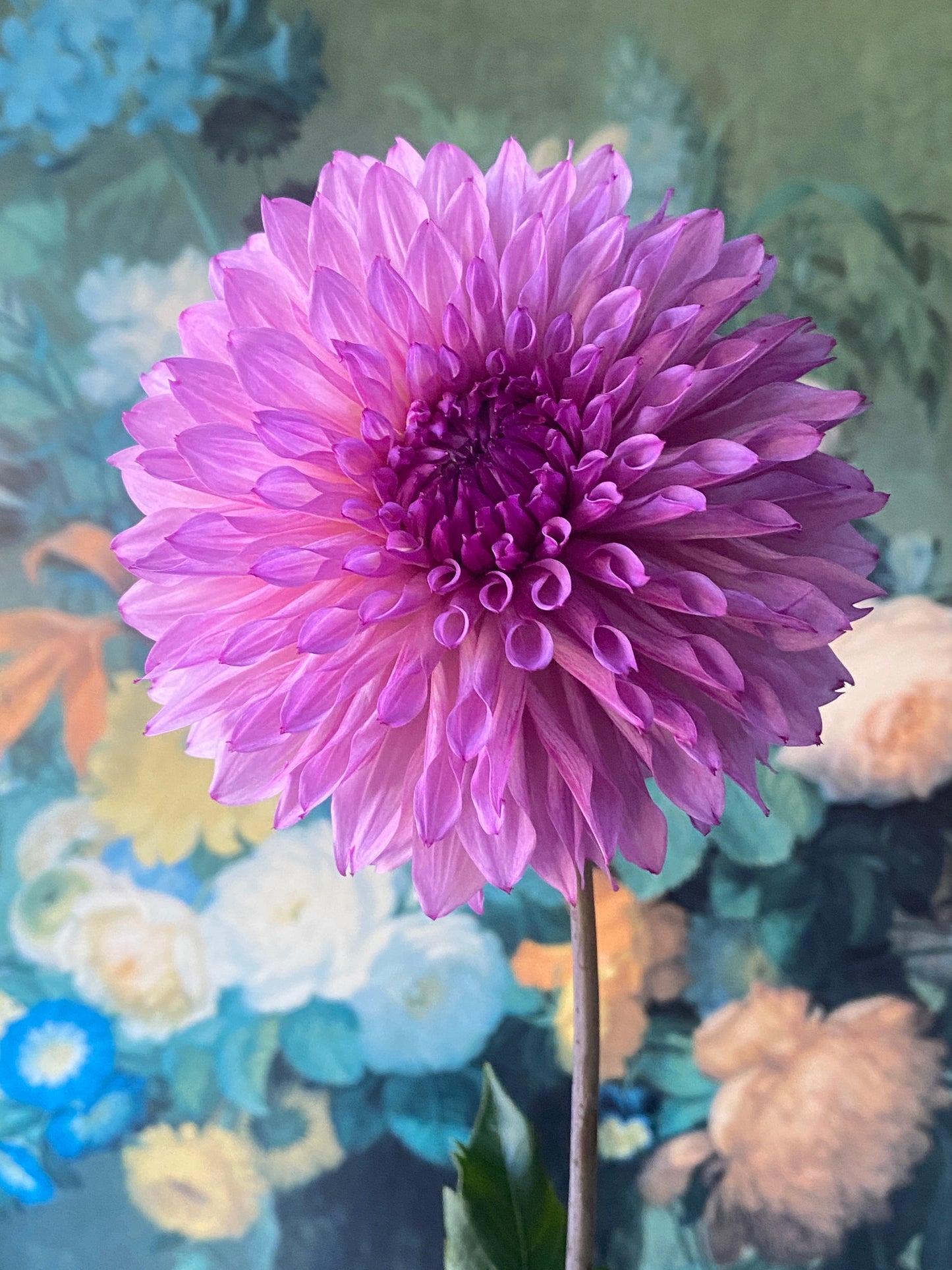 Lee's Flute Loop Lavender