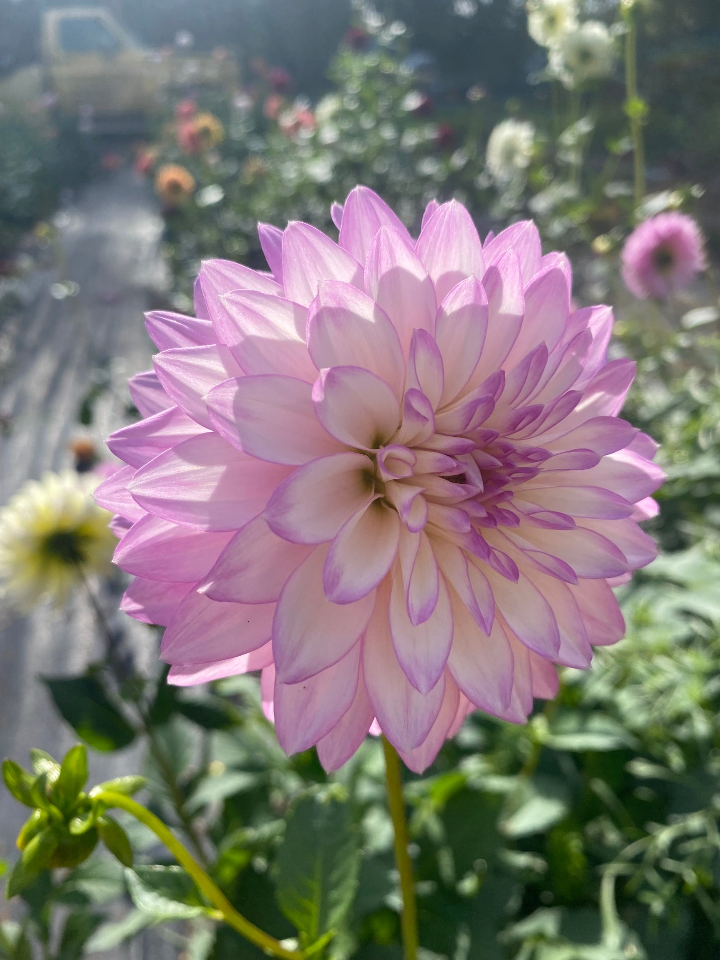 Bloomquist Fantastic