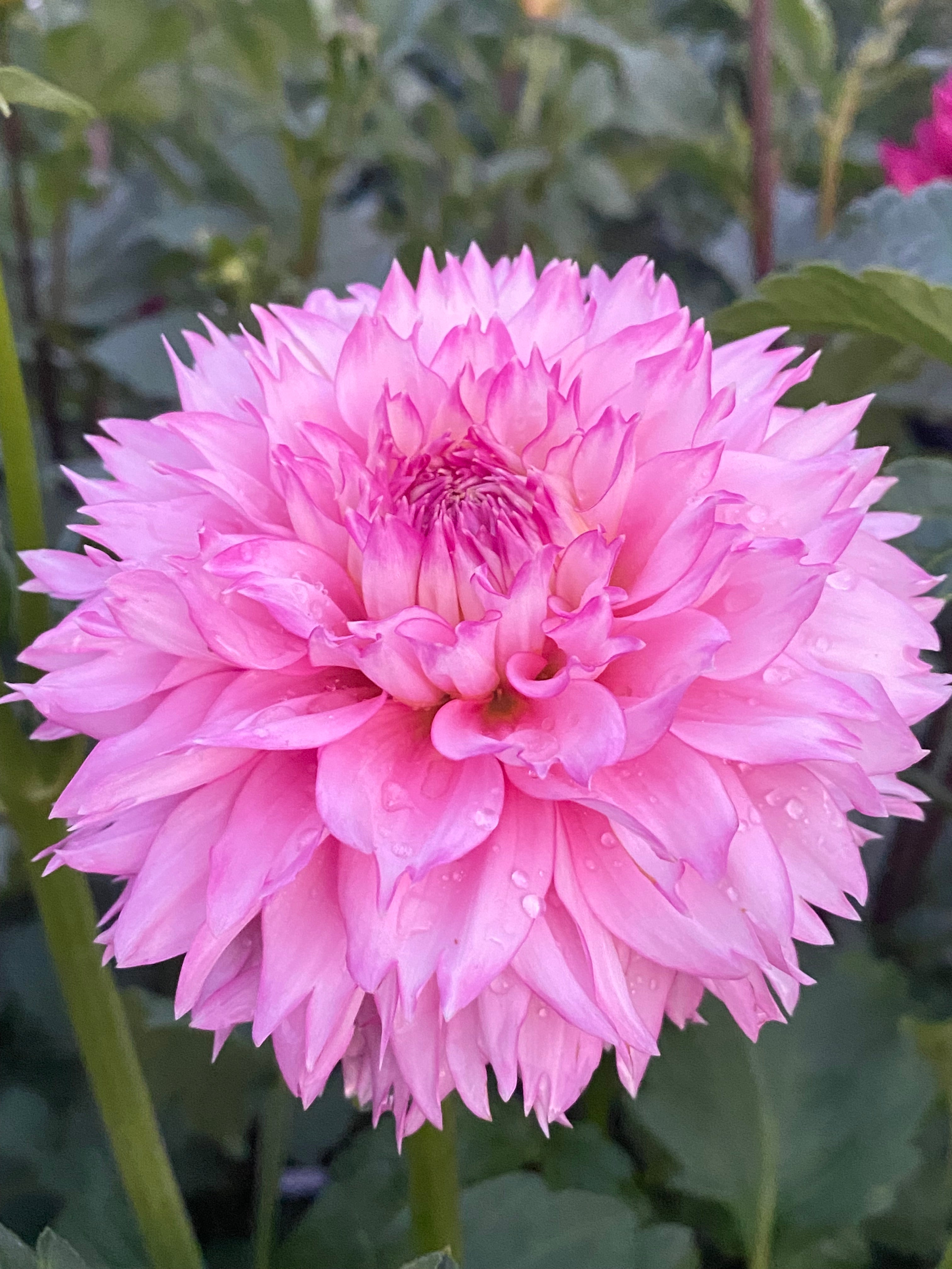 Hollyhill Pinkie Tuber – Midnight Flora