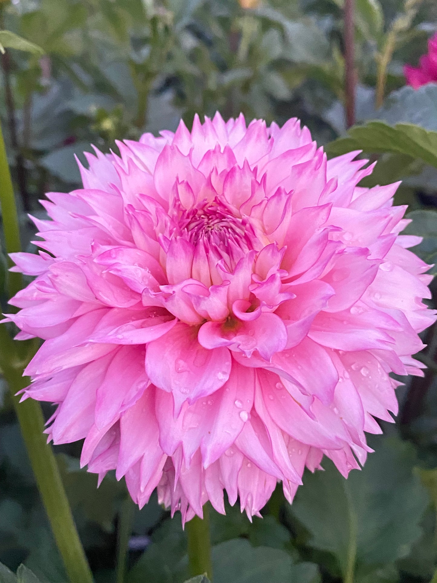 Hollyhill Pinkie Tuber