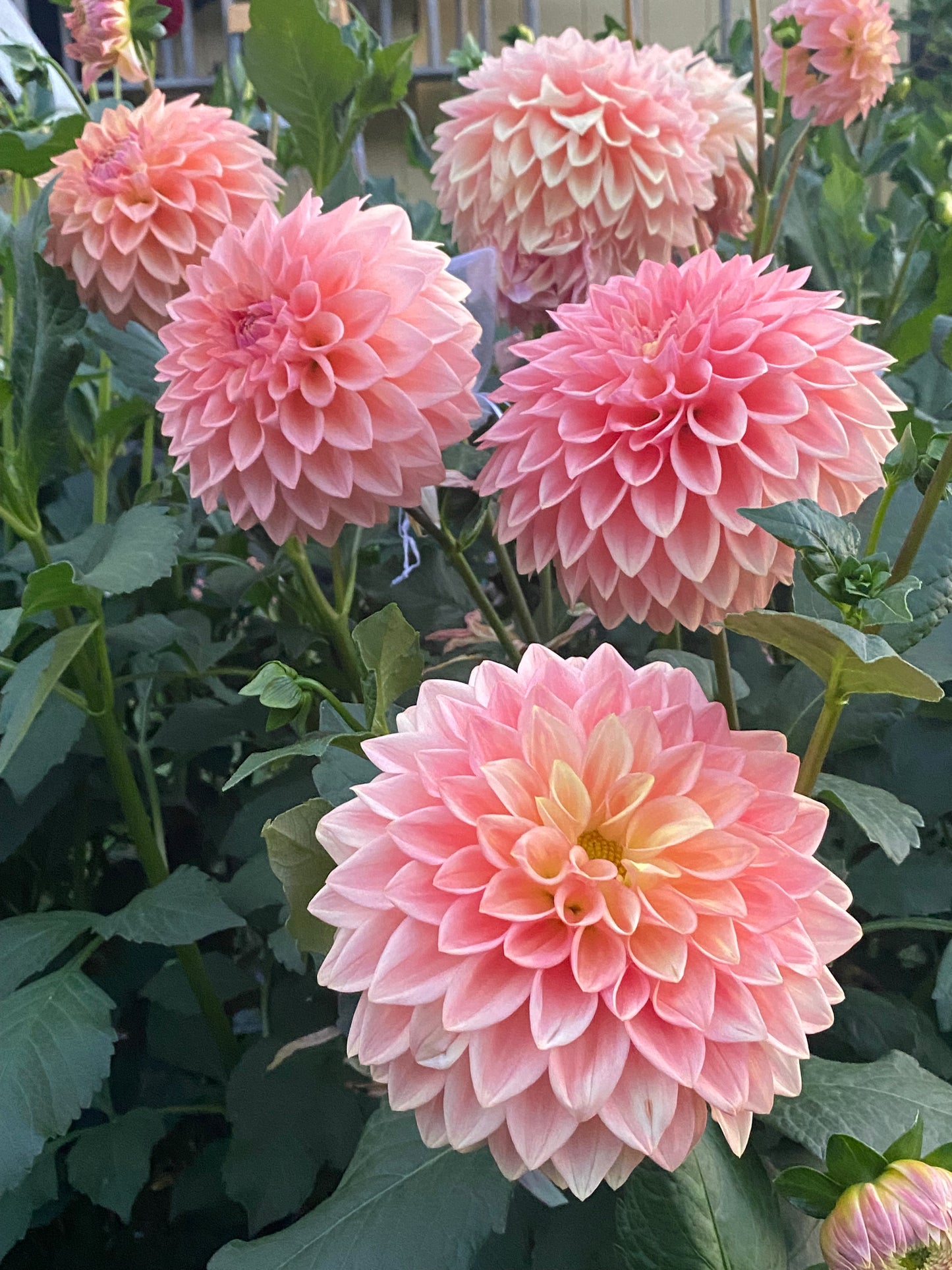 Bloomquist Alan Tuber