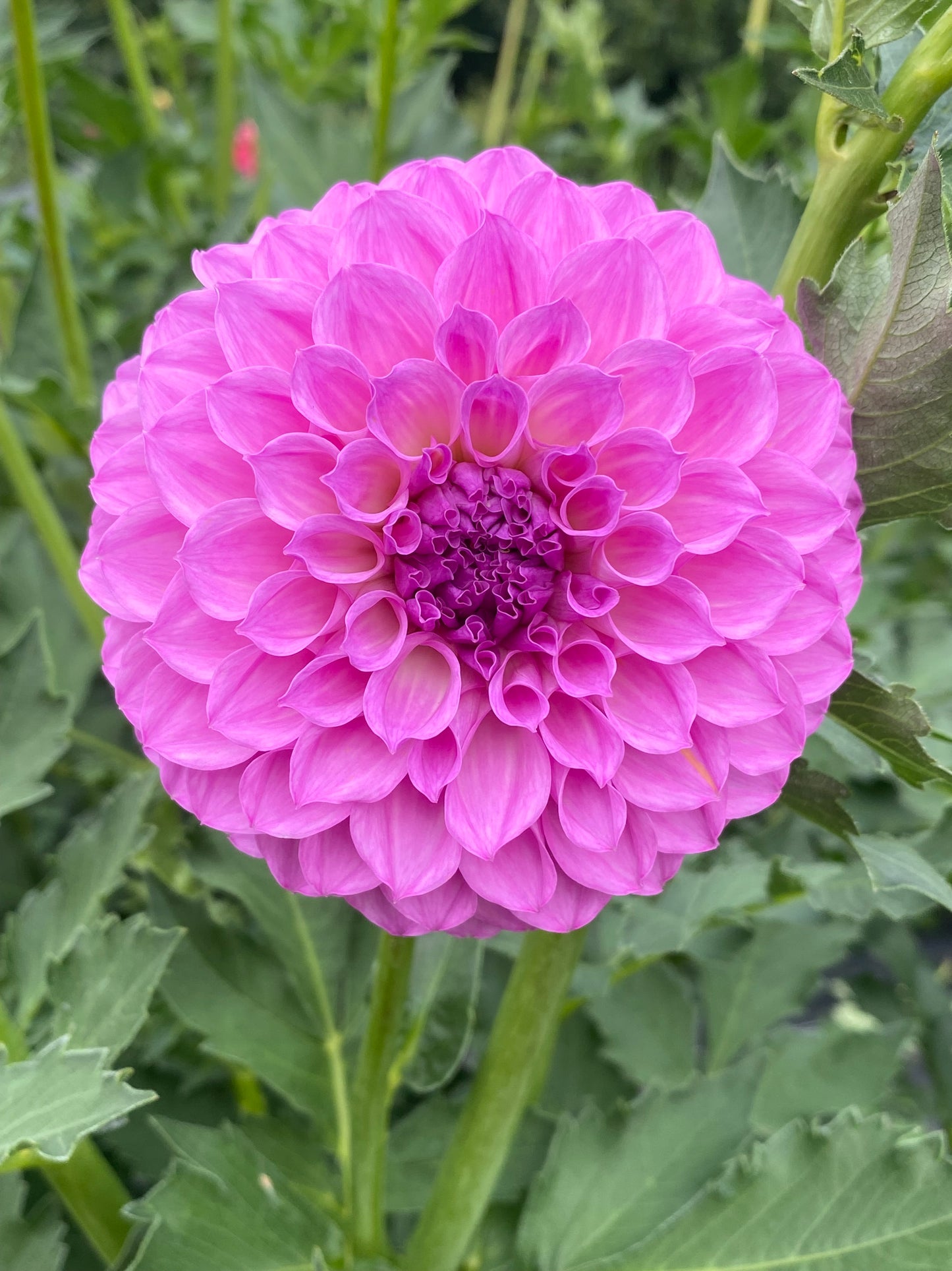 20th Ave Pure Prince