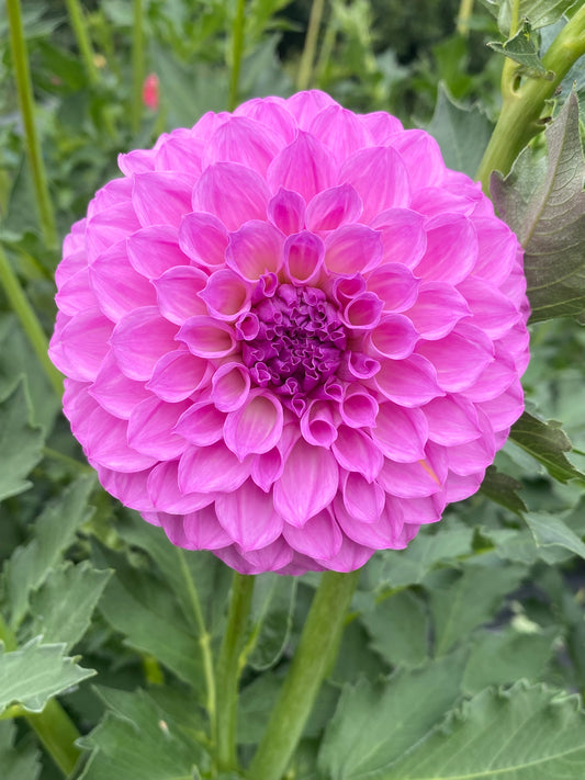 20th Ave Pure Prince