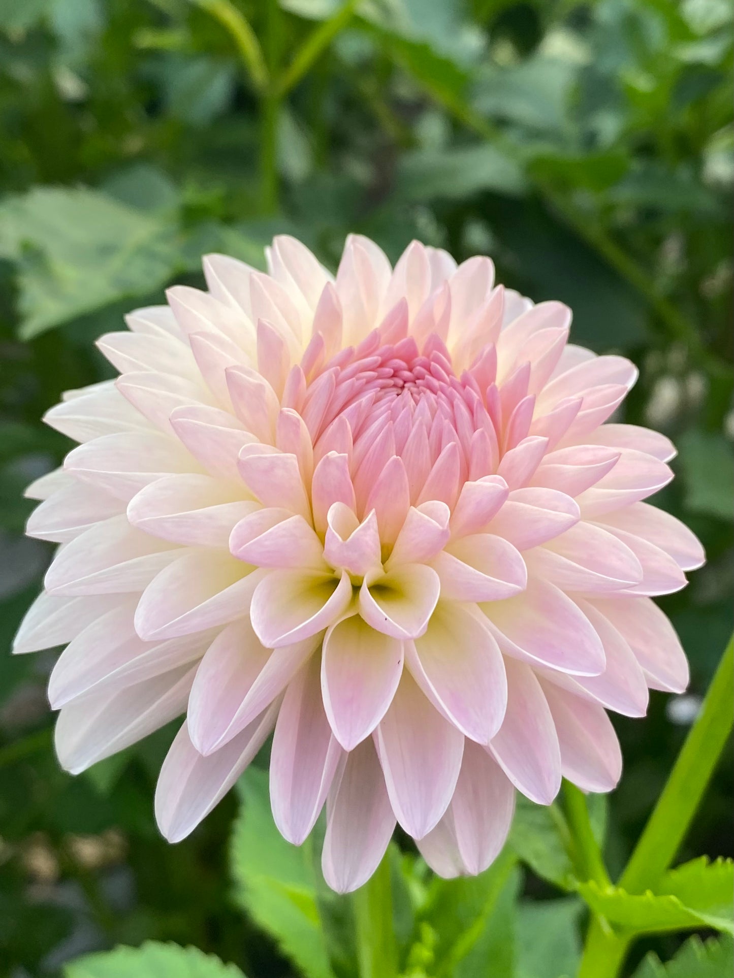 Tahoma Stellar Feller