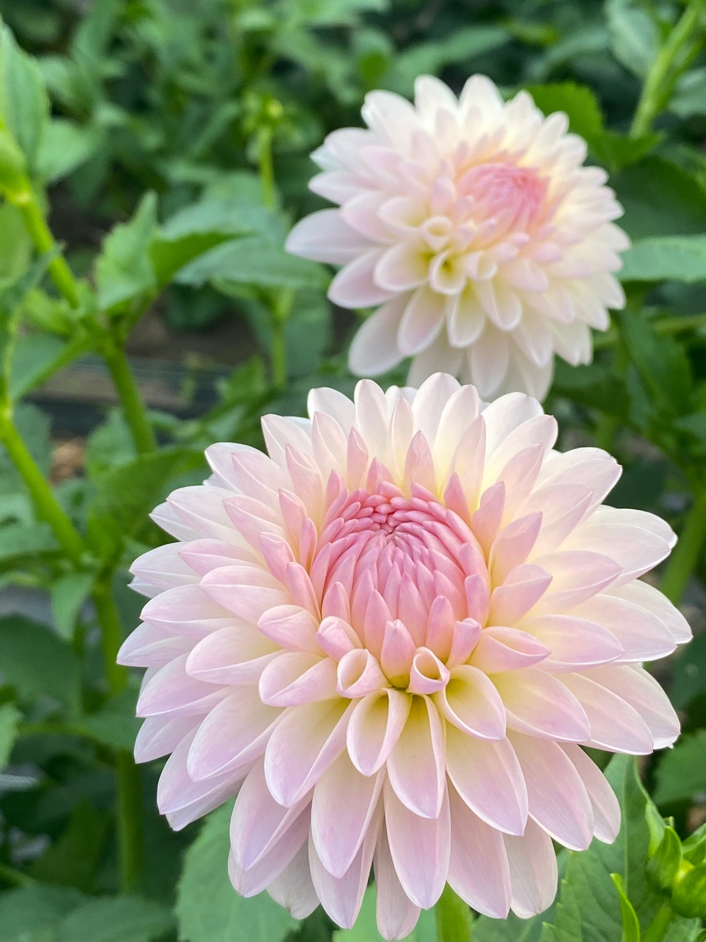 Tahoma Stellar Feller