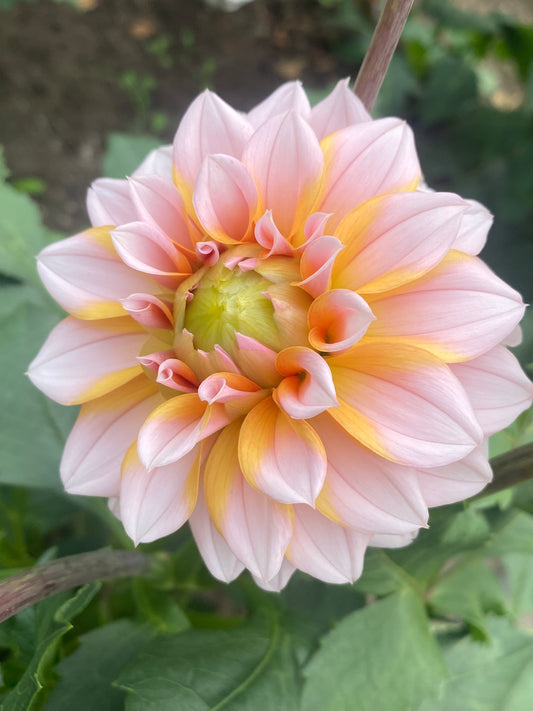 Lee's Evelyn