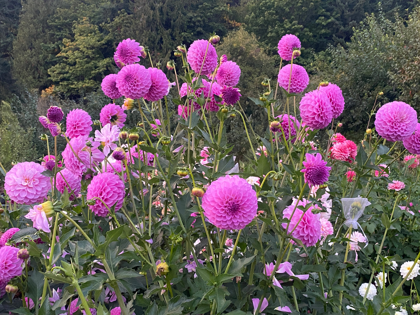 20th Ave Pure Prince