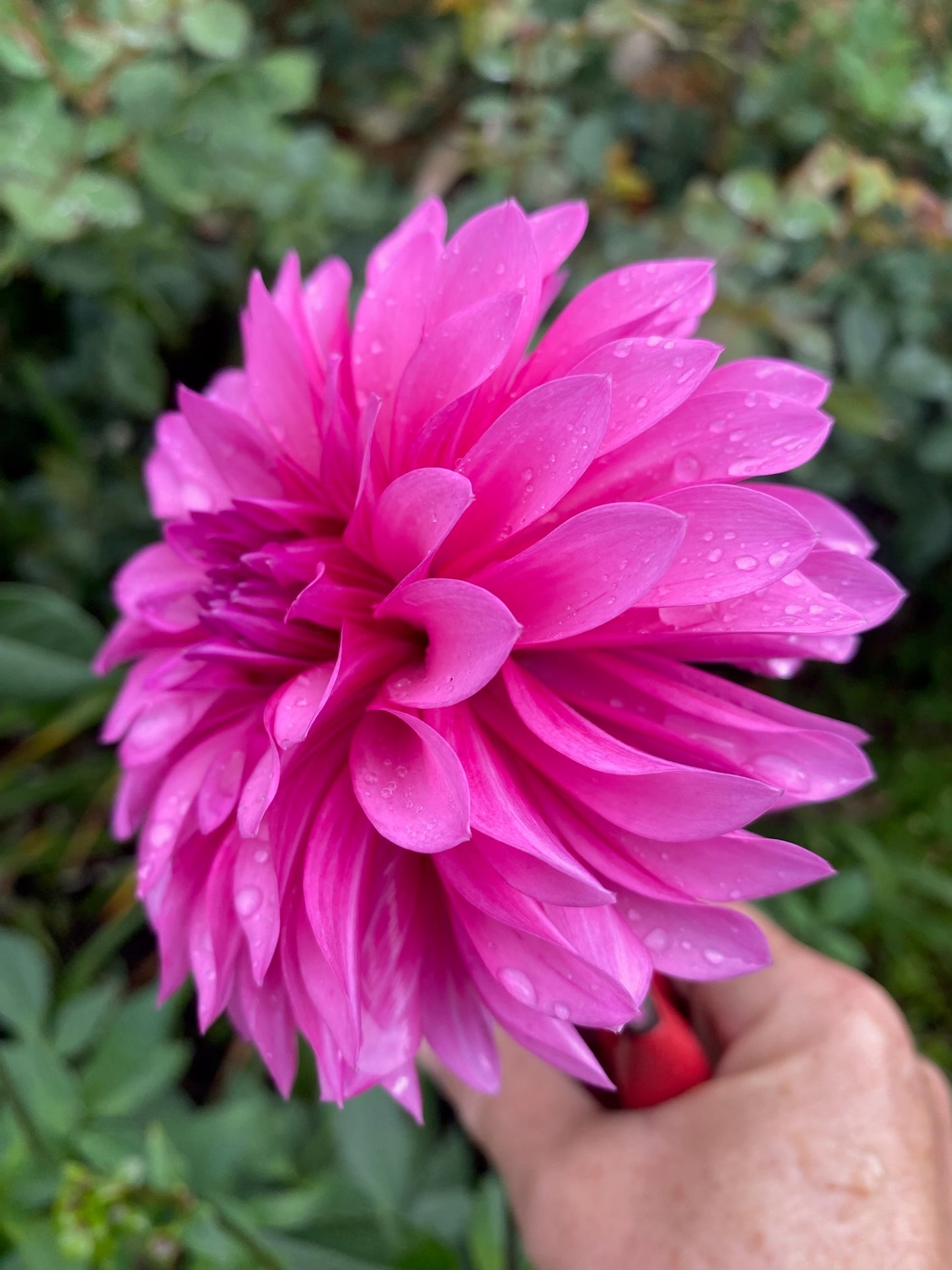 Bloomquist Pinwheel