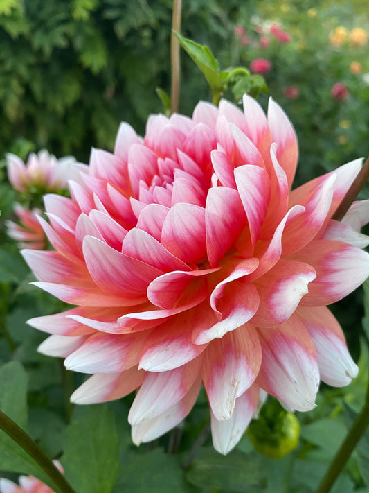 Summit Festival Tuber